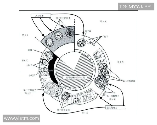 重庆羽毛球队技术解析：从基础训练到比赛策略的全面探讨