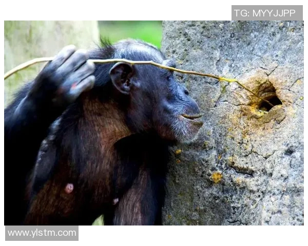 猩猩篮球明星的传奇之路与动物运动员的梦想启航